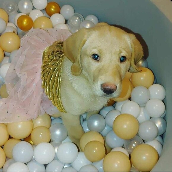 Lab Lounge Fetch Finds Follow Me Black White Sticker - Picture 2 of 9